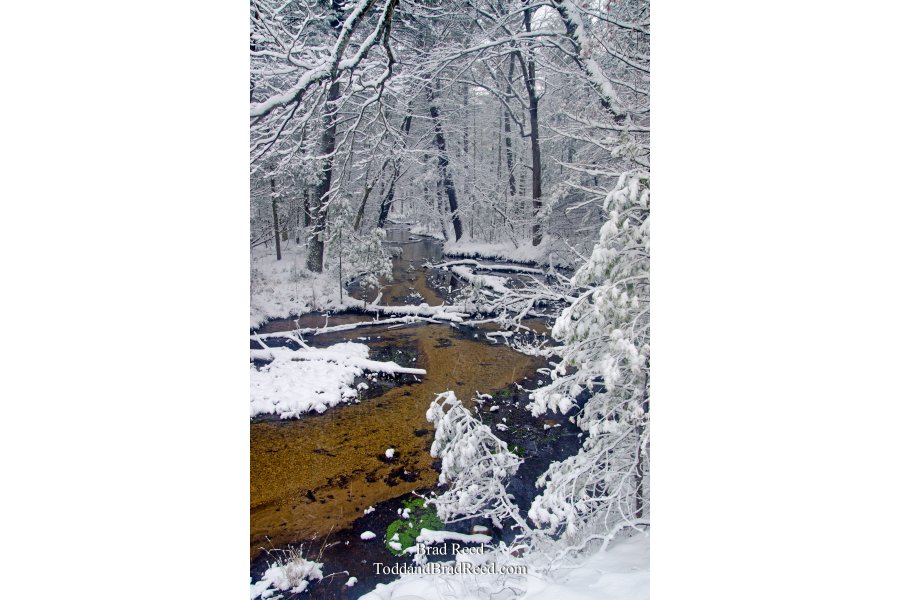 Wingelton Wonderland