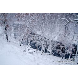 Snow Covered Bliss