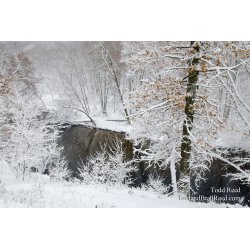 Etched Oaks