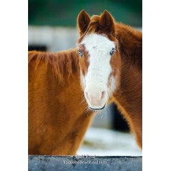 Siamese Horse