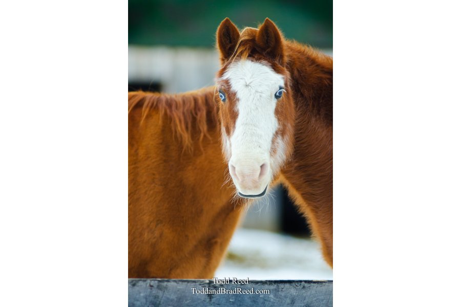 Siamese Horse