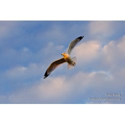 Aerial Artistry
