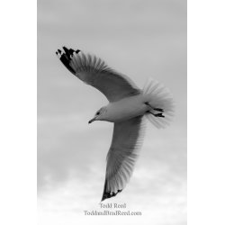 Fanned Out
