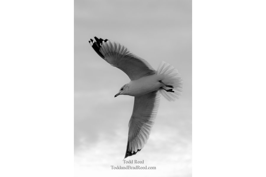 Fanned Out