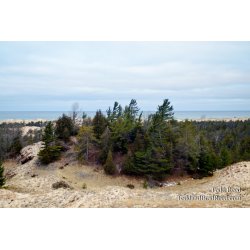 Dune Forest