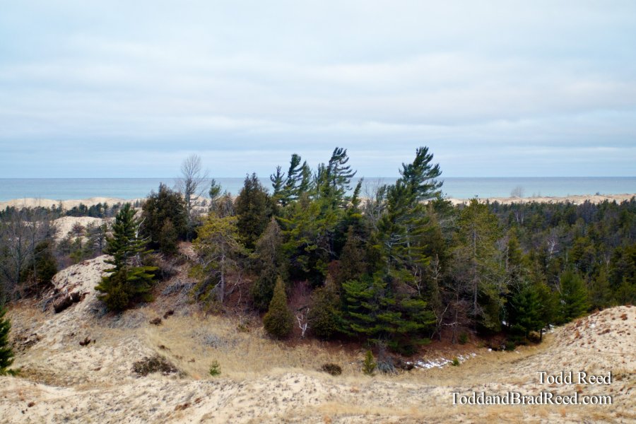 Dune Forest