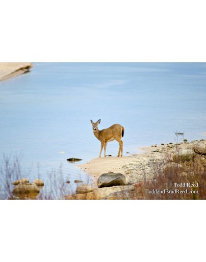 Pause that Refreshes