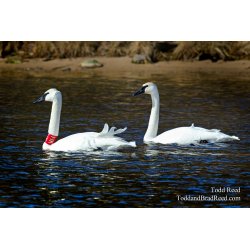 Two Swans a Swimming