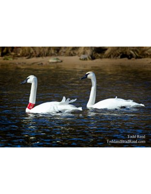 Two Swans a Swimming