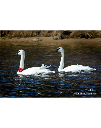Two Swans a Swimming