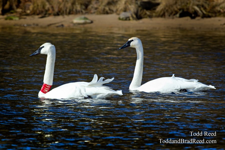 Two Swans a Swimming