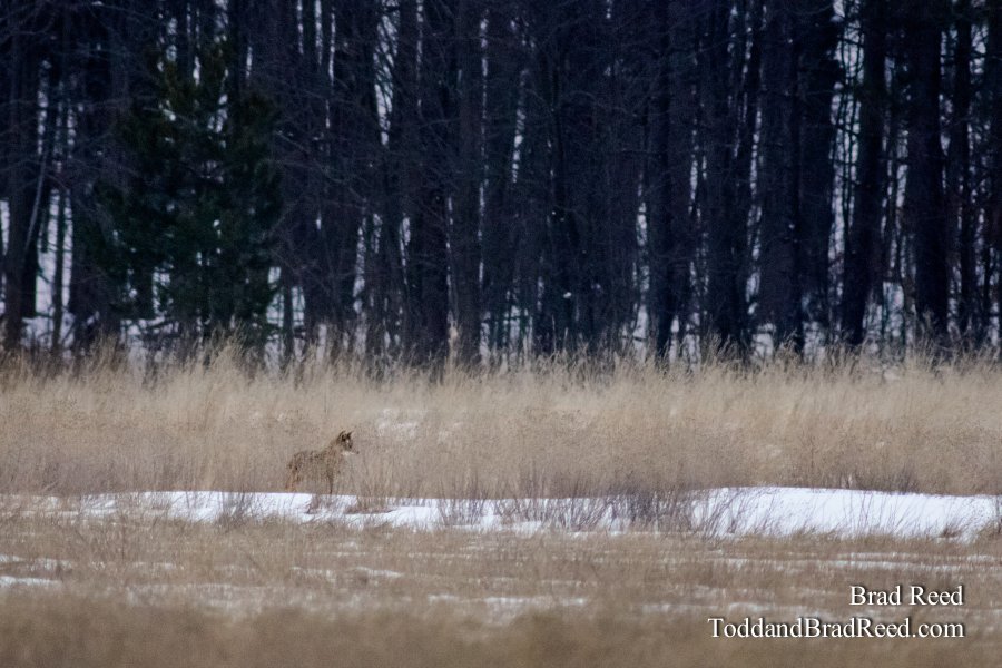 Wily Coyote
