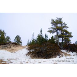 Michigan Wilderness