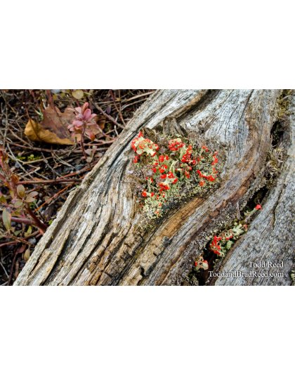 Heart of the Wilderness