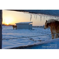 Horses on Ice