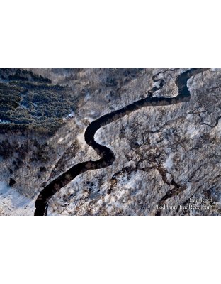 Daylight in the Swamp