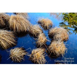Mop Heads