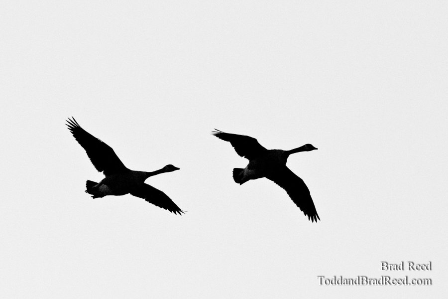 Flying High