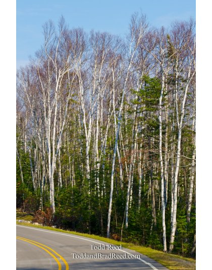 Birch Byway