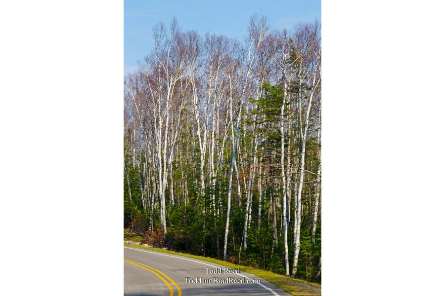 Birch Byway