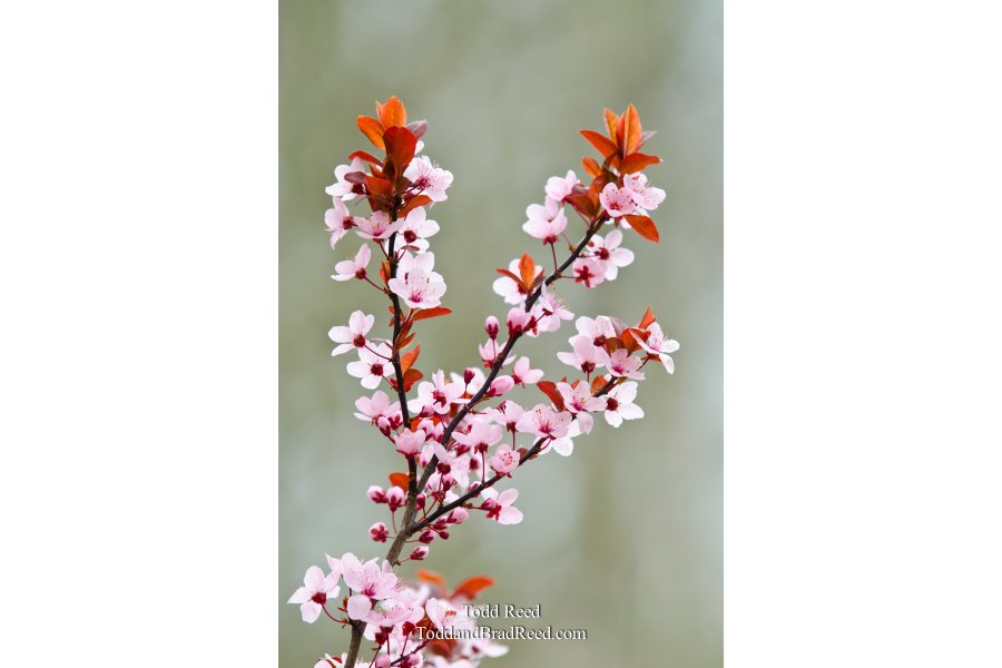 Spring Expression