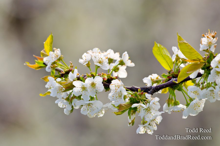 Orchard Artistry