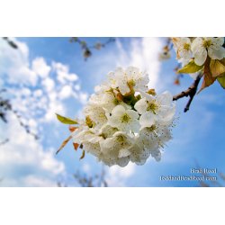 Sweet Cherry Blossom