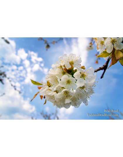 Sweet Cherry Blossom