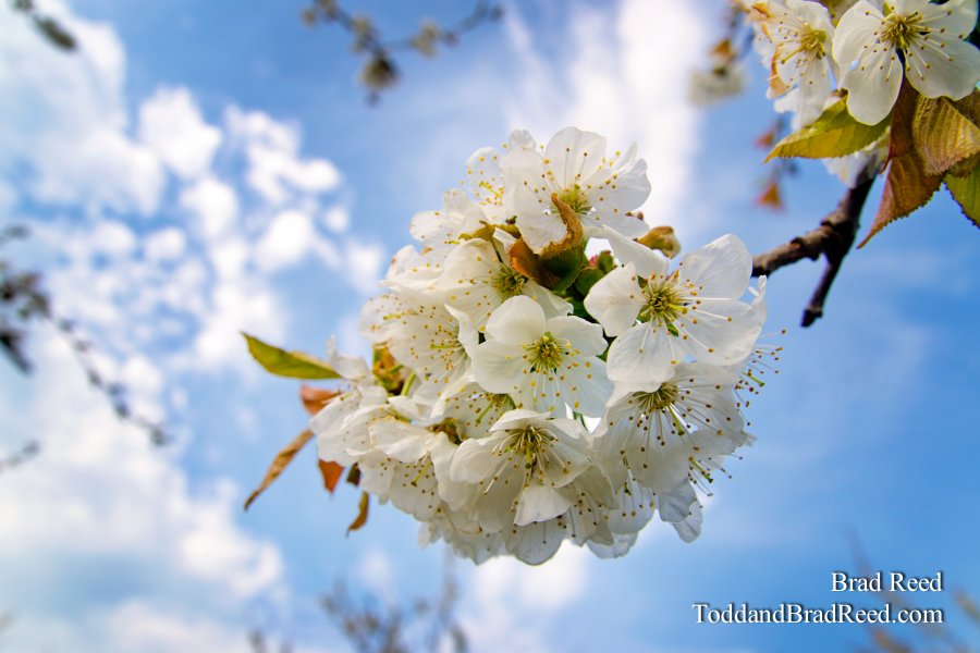 Sweet Cherry Blossom