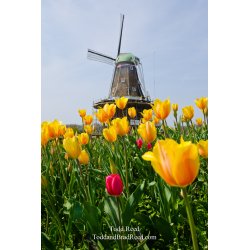 Holland Icons