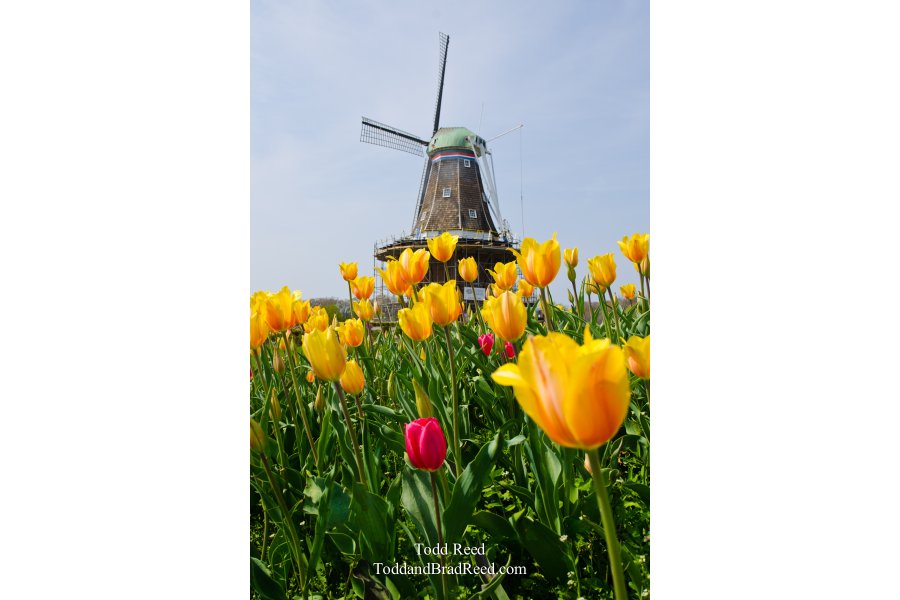 Holland Icons