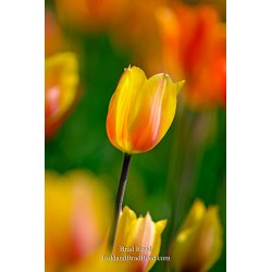 Tulip Time