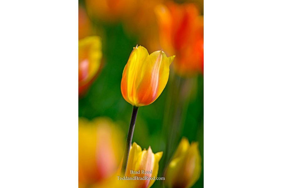 Tulip Time