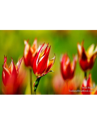 Fiery Tulips