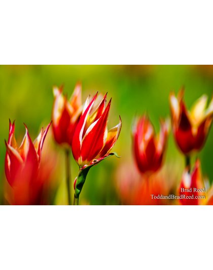 Fiery Tulips