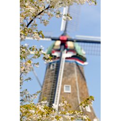 Spring in Holland