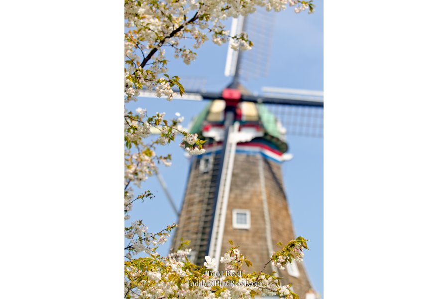 Spring in Holland