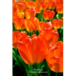 Tulip Indulgence
