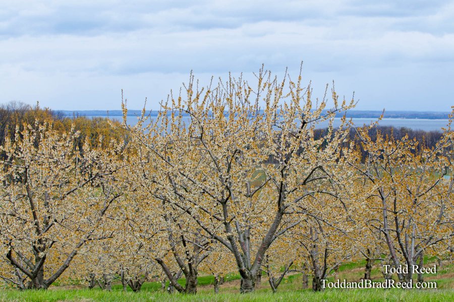 Old Mission In Bloom