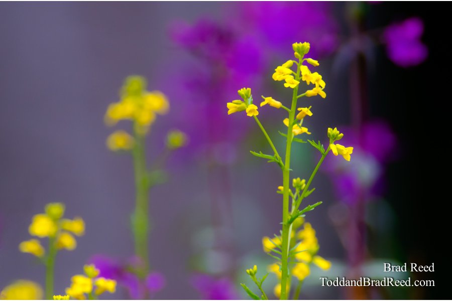 Wild Color