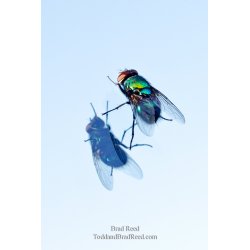 On the Fly