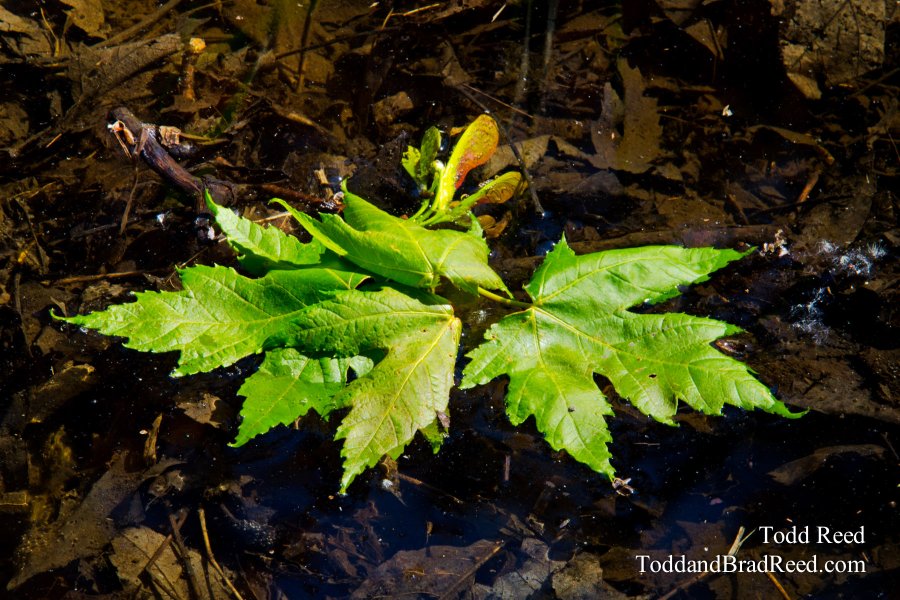 Water Maple