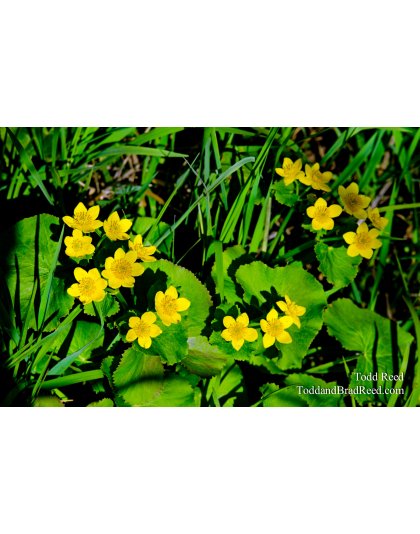 Marsh Marigold