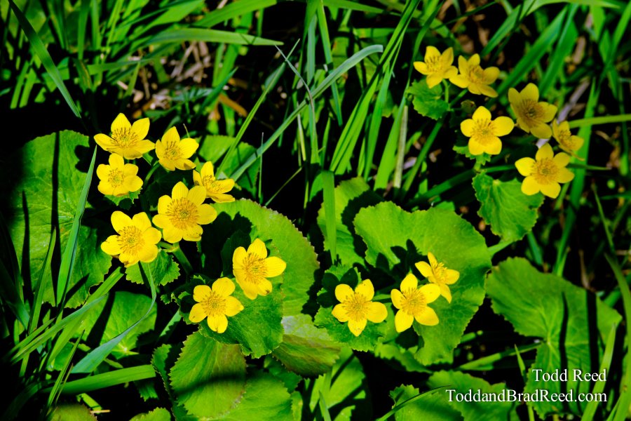 Marsh Marigold