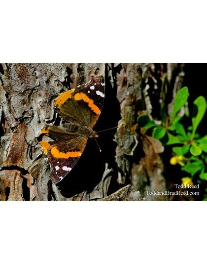 Red Admiral