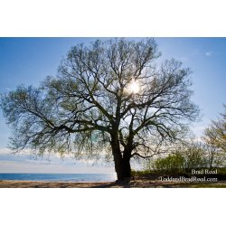 The Giving Tree