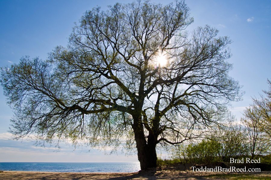 The Giving Tree