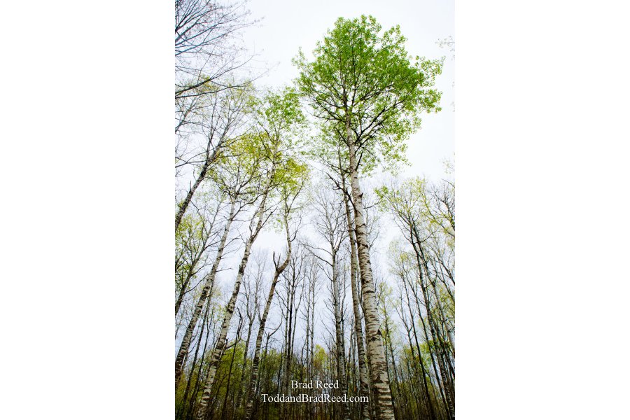 Skyward