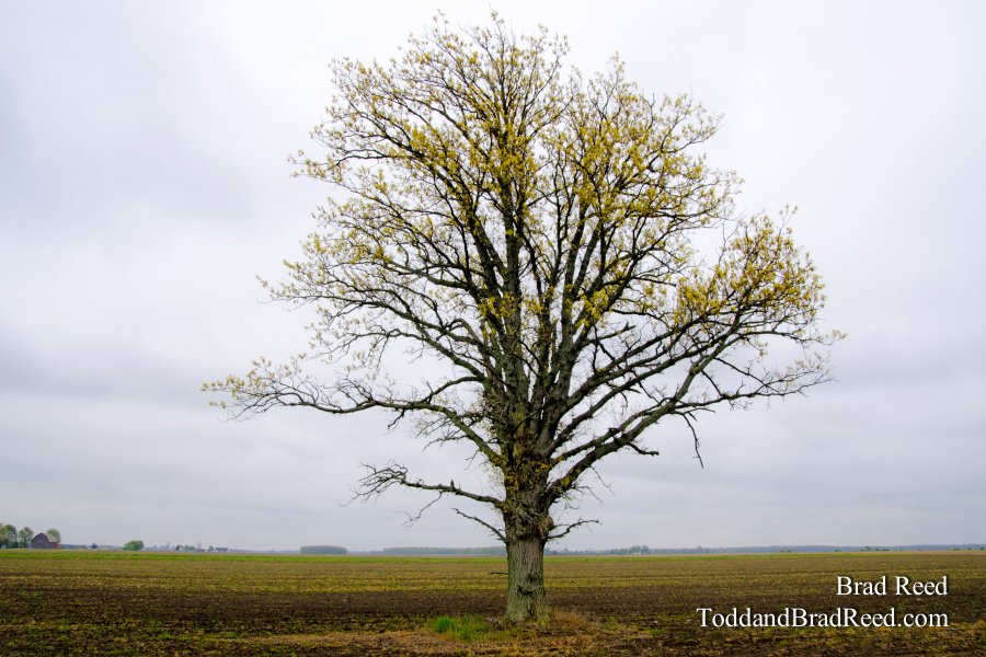 Farmers Solitude