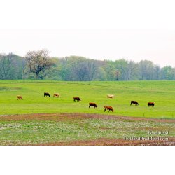 Grazing